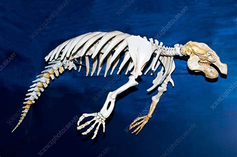 does a manatee have a backbone|manatee bones in humans.